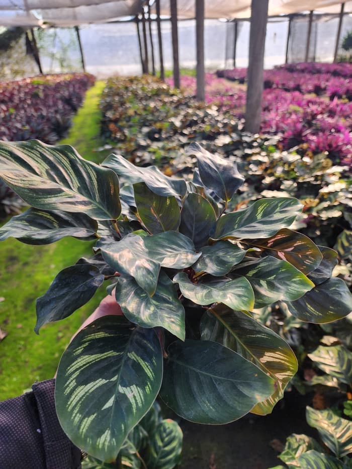 Planta en venta en Vivero Los Robles